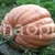 Pumpkin Titan