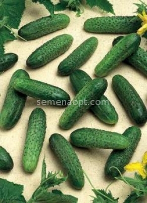 Russian Seeds Cucumber REAL COLONEL F1 