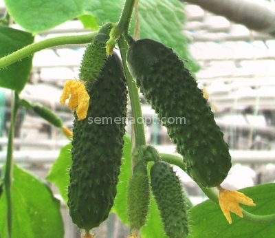 Russian seeds.Non GMO Cucumber F1 "Beijing delicious" 