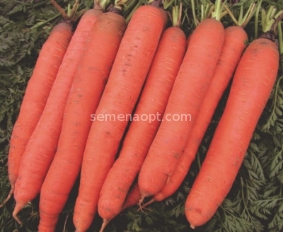Carrot Seed "Perfektsiya" 1200 seeds 