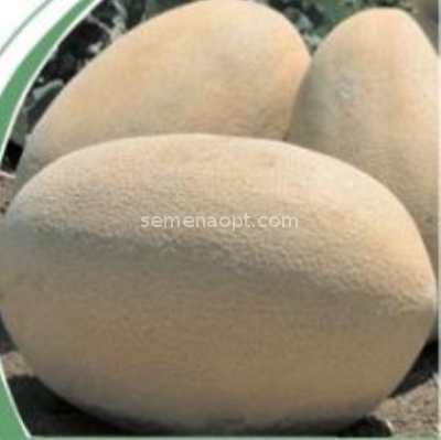 Melon Raymond F1 Hybrid Seeds NON GMO for Planting 203348