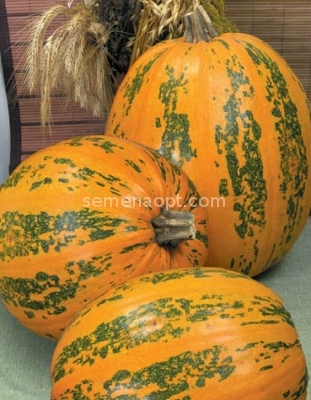 Pumpkin Ukrainian multiple