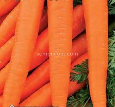 Морковь семена овощей - интернет магазин semenaopt.com цена,.
