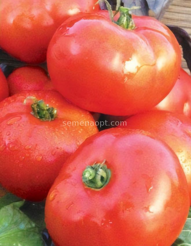 Tomato Slavic Seeds masterpiece Vegetable Seeds average early #12181