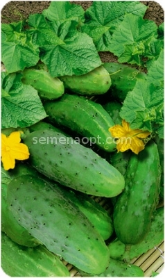Cucumber F1 "Beijing delicious" Russian seeds.Non GMO 