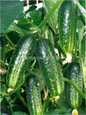 Cucumber Seeds Anulka F1 Vegetable seeds from Ukraine 