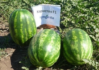 Watermelon "AZIL F1" Non-GMO Seeds from Russia. 