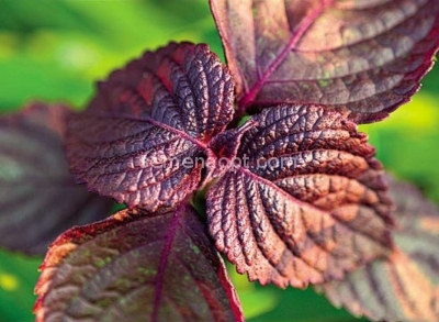 Basil Russian Giant Purple Detailed description photo