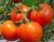 Tomatoes Kyiv 139