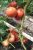 Tomatoes Giant-10 Novikova
