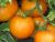 Tomatoes Orange