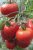 Tomatoes Agatha