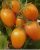 Томаты Сливка гигант оранжевая