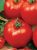 Tomatoes Mercury