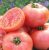 Tomatoes Mikado Pink