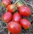 Tomatoes DE Baran RED