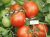 Tomatoes Helena Nova
