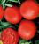Tomatoes Arizona