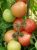 Tomatoes Platinum