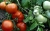 Tomatoes Siberian ripening