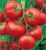 Tomatoes Sakhalin