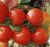 Tomatoes Botanist F1