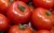 Tomatoes Yevpatoriya F1