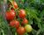 Tomatoes Intuition F1