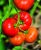 Tomatoes Margarita F1