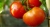 Tomatoes Monica F1