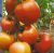 Tomatoes Nocturne NC-F1