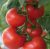 Tomatoes Samara F1
