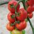 Tomatoes Semko Sinbad F1