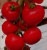 Tomatoes Semko 98 F1
