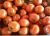 Tomatoes Tambov fruitful