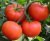 Tomatoes Hercules Maslov