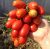 Tomatoes Unicum F1