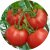Tomatoes Sketch F1