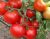 Tomatoes Transnistria