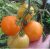 Tomatoes Ruslan