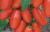 Tomatoes Barbara