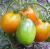 Tomatoes Canopus