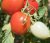 Tomatoes Antonio