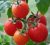 Tomatoes Gavroche