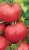 Tomatoes Pink Titanium