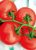 Tomatoes Botticelli F1