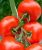 Tomatoes Dobrunov