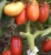 Tomatoes Kapija pink