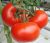 Tomatoes Tattletale F1