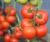 Tomatoes Lenore F1